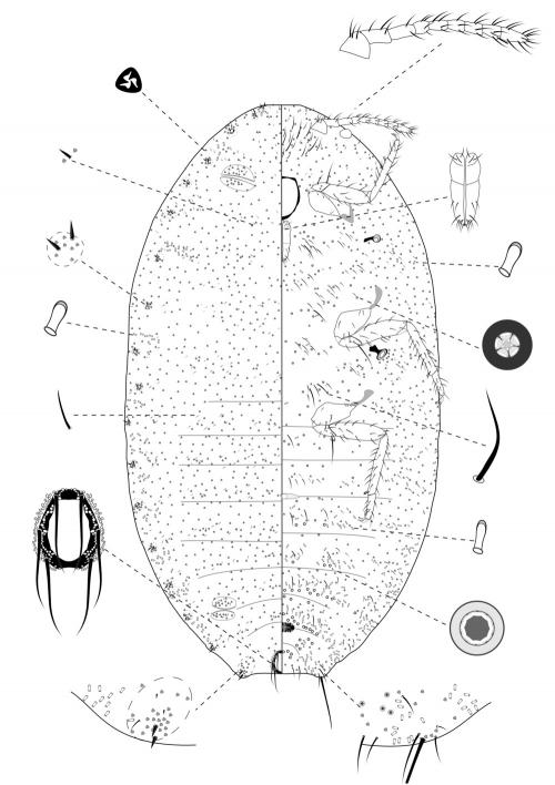 Phenacoccus parvus Morrison, 1924 Phenacoccus parvus Morrison, 1924