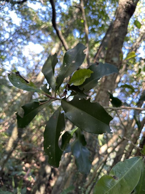 樹杞 樹杞