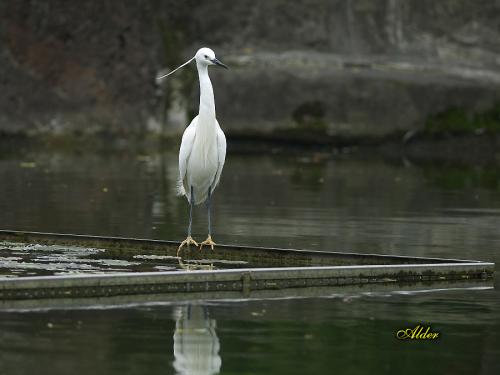 20090725_380129_Little_Egret_3944.jpg