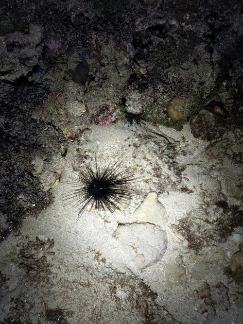 刺冠海膽 刺冠海膽