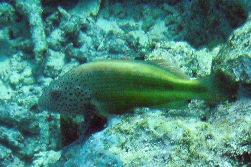 Paracirrhites forsteri@fishdb-media-85