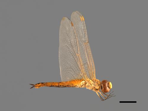 Pantala flavescens[薄翅蜻蜓][00103665]