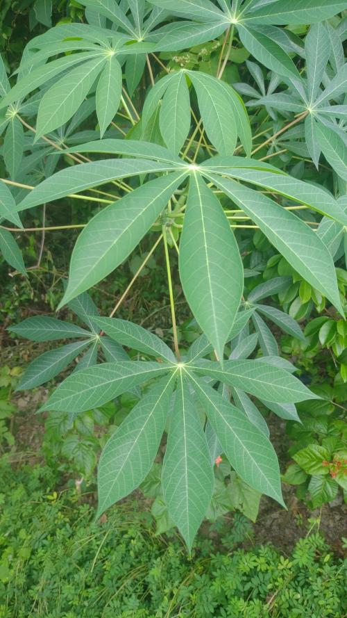 木薯 木薯
