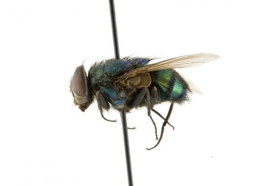 Lucilia hainanensis male lateral