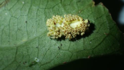 Torrubiella flava(黃蟲殼菌)