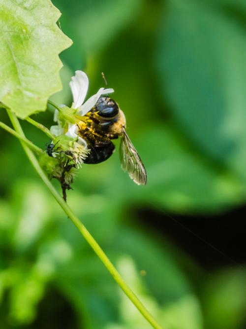 Xylocopa sauteri_001.jpg