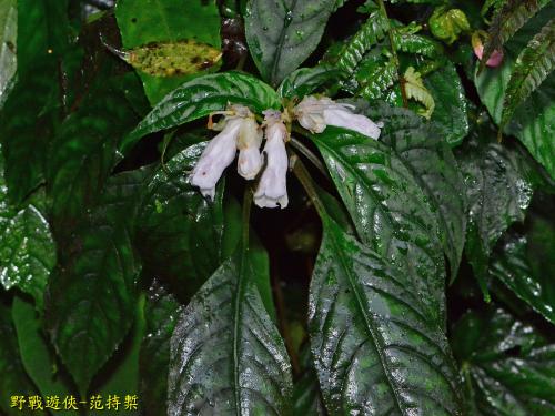 角桐草 角桐草