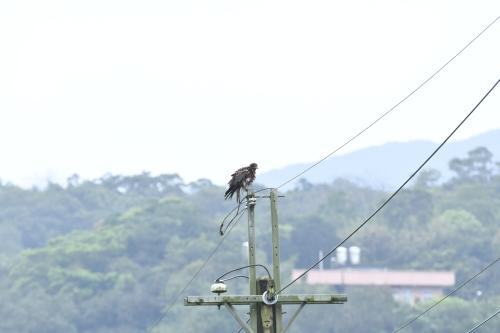 黑鳶 黑鳶