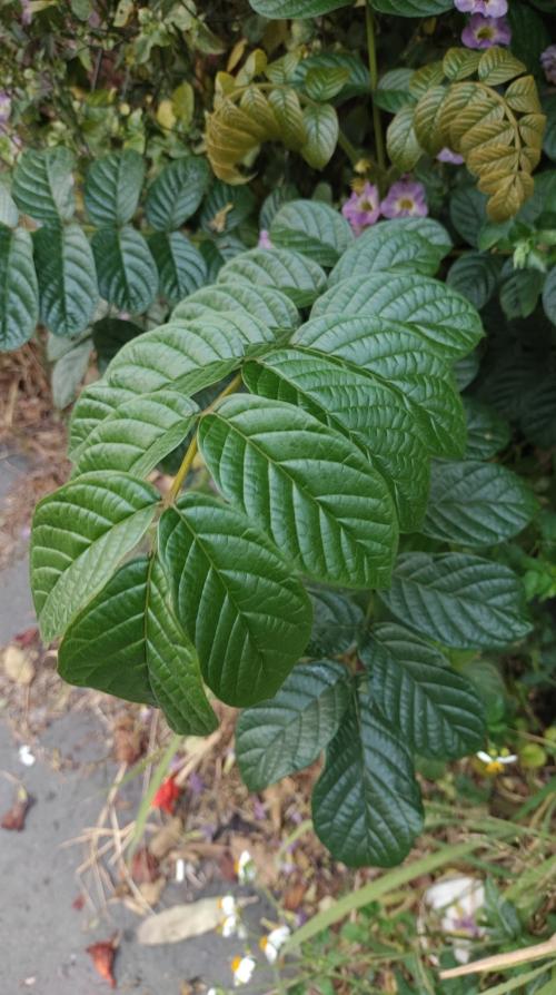 火焰樹