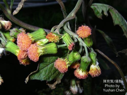 野茼蒿