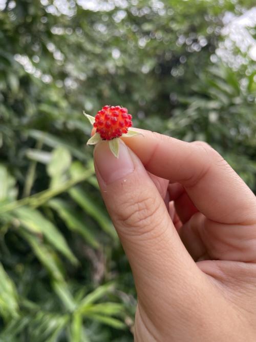 刺莓 刺莓