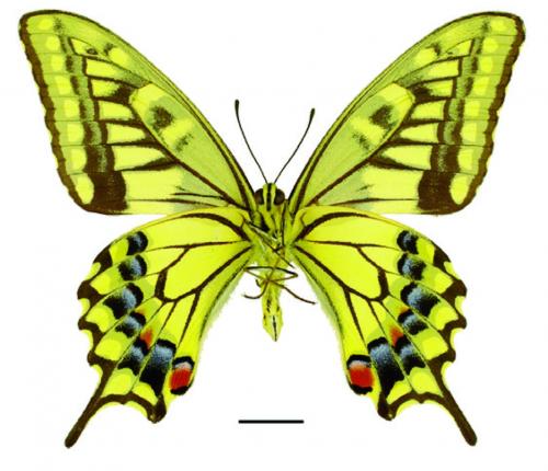 Papilio machaon schantungensis Eller, 1936 黃鳳蝶 Papilio machaon schantungensis Eller, 1936 黃鳳蝶