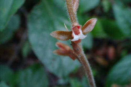 Erythrodes blumei var. blumei 小唇蘭 Erythrodes blumei var. blumei 小唇蘭