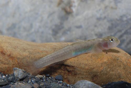 Lentipes armatus_1