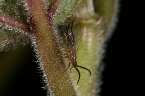 Homotoma maculata_427590_雄蟲
