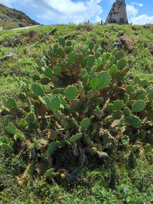 Opuntia stricta Opuntia stricta