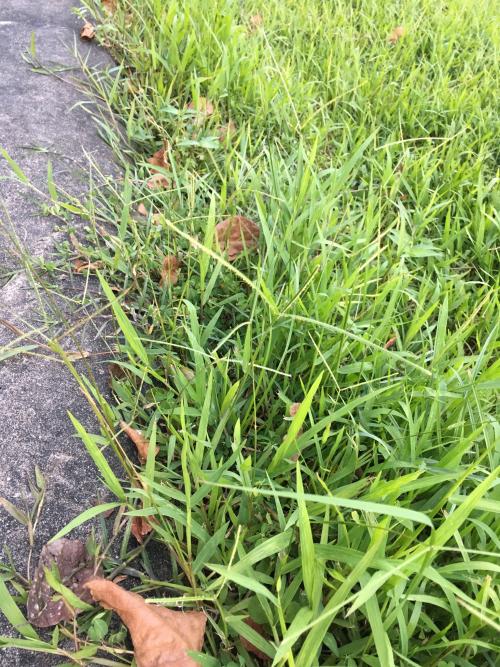 兩耳草 兩耳草