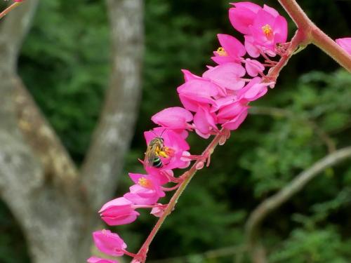 藍彩帶蜂