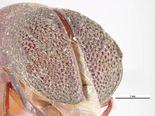 Xyloperthella crinitarsis (Imhoff, 1843)