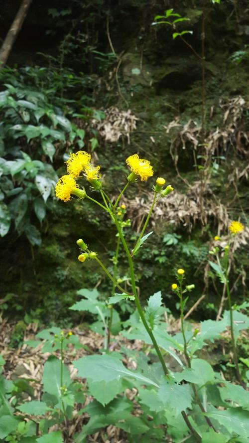 黃花三七草