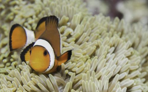 眼斑雙鋸魚