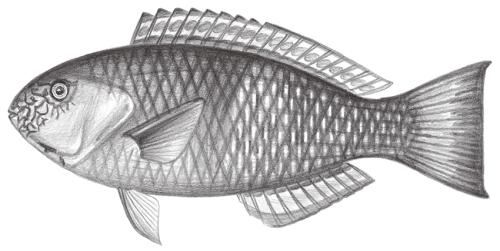 Scarus rivulatus@Jheng1878 Scarus rivulatus@Jheng1878