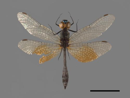 Nannophyopsis clara[漆黑蜻蜓][00103620]