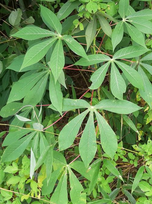 木薯 木薯