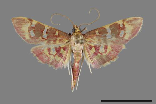 Rhectothyris gratiosalis[00100527]