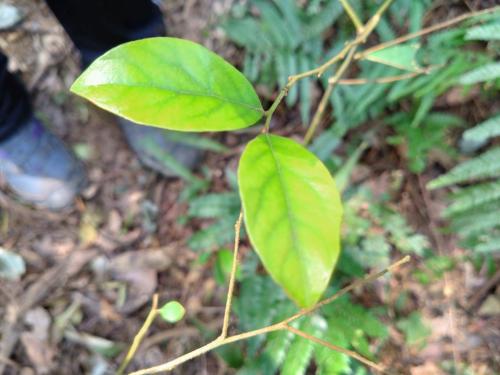香葉樹