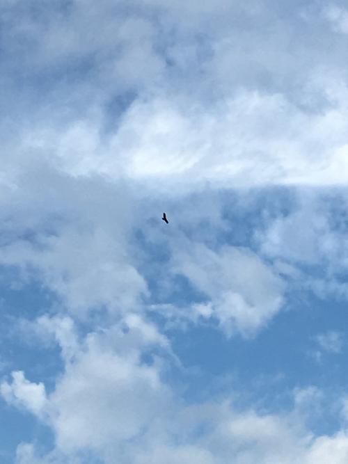 黑鳶 黑鳶
