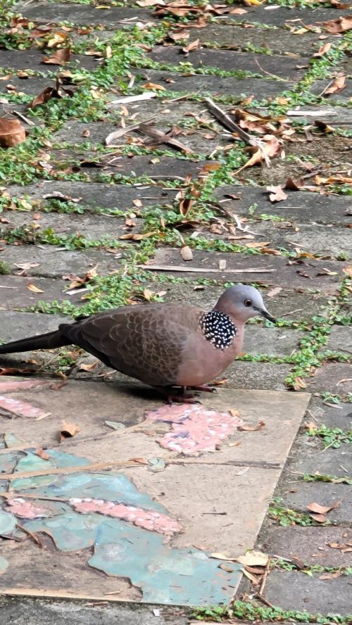 珠頸斑鳩