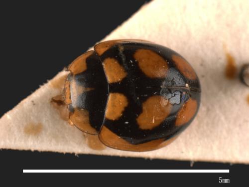 Oenopia scalaris[梯斑瓢蟲][00053919]