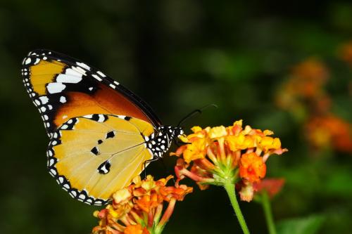 20090926_347088_Danaus chrysippus_a.jpg 20090926_347088_Danaus chrysippus_a.jpg