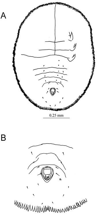 Aleuromarginatus bauhiniae David, 1976 菊花木緣粉蝨 Aleuromarginatus bauhiniae David, 1976 菊花木緣粉蝨