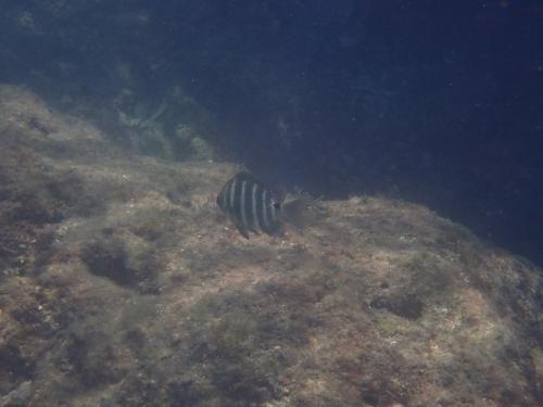 梭地豆娘魚 梭地豆娘魚