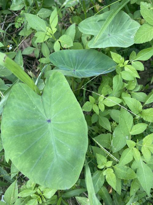 芋
