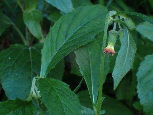 野茼蒿