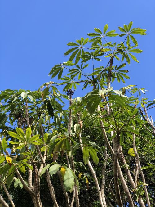 高山鴨腳木 高山鴨腳木