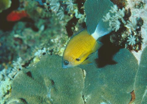 Chromis alleni@fishdb-media-4730
