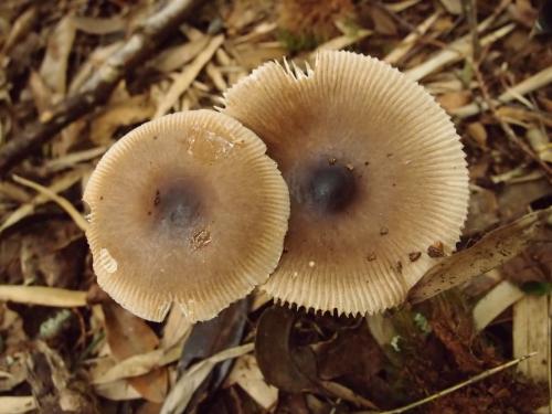 Amanita orientifulva(東方褐蓋鵝膏) Amanita orientifulva(東方褐蓋鵝膏)