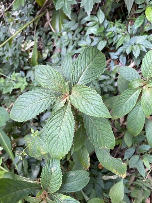 同蕊草 同蕊草