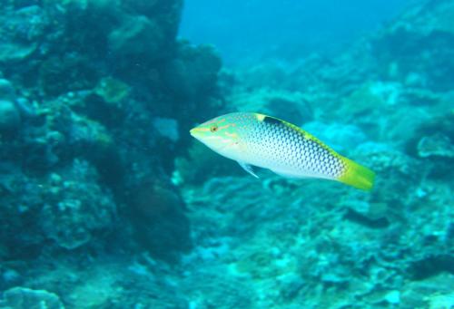 Halichoeres hortulanus@fishdb-media-5607