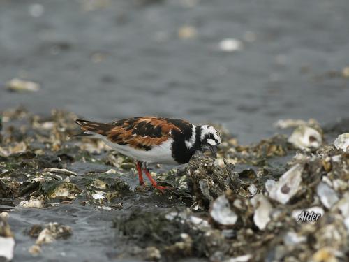 20090725_380211_Ruddy_Turnstone_8325.jpg