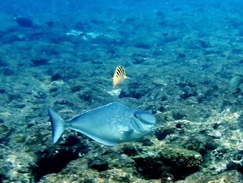 球吻鼻魚