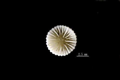 Aulocyathus recidivus_02