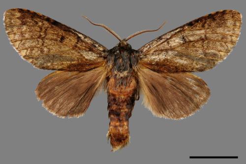 Mesophalera sigmata[下黑舟蛾][00042718]