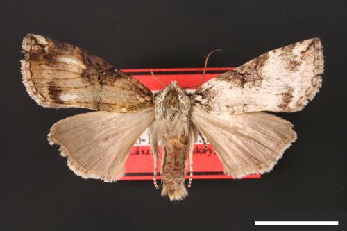 Epipsestis dubia chengshinglini[非平波紋蛾][00008985]
