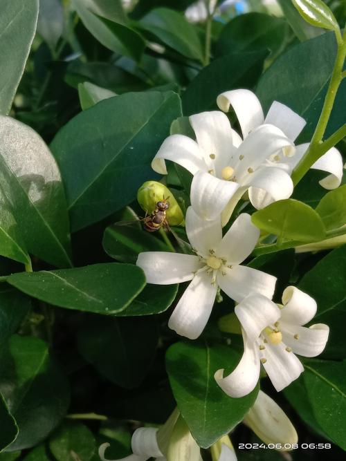 東方果實蠅 東方果實蠅