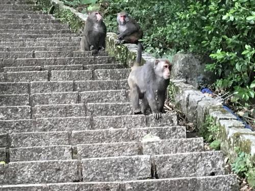 臺灣獼猴 臺灣獼猴